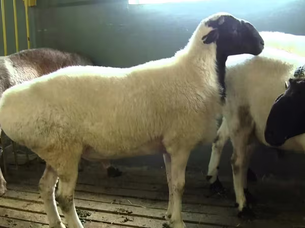 숫양, Suffolk sheep