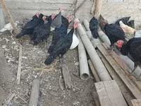 Бронз — снимка 1