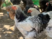 Brahma — fotografija 3