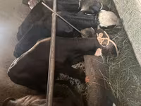 วัวตัวผู้, Swiss cattle — รูปภาพ 1