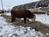 Toro, Vaca kazaja de cabeza blanca — foto 3