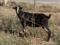 بکرا, Alpine goat — تصویر 2