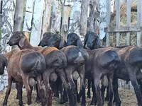 قوچ, Hissar sheep — عکس 7