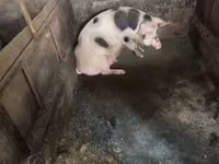 Locha, Świnie — zdjęcie 6