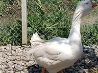 Geese — عکس 6