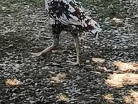 Chickens — foto 2