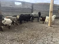Baran, Owce — zdjęcie 2