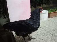Chickens — photo 1