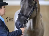 Hengst, Rocky Mountain Horse — Foto 1