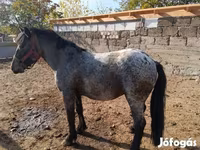 Hengst, Appaloosa — Foto 2