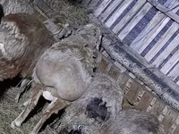قوچ, Arashan sheep — عکس 4