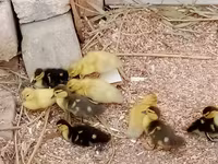 Ducks — 사진 3