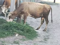گاو ماده, نژاد آلتائو — عکس 1