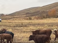 گاو نر, Swiss cattle — عکس 7