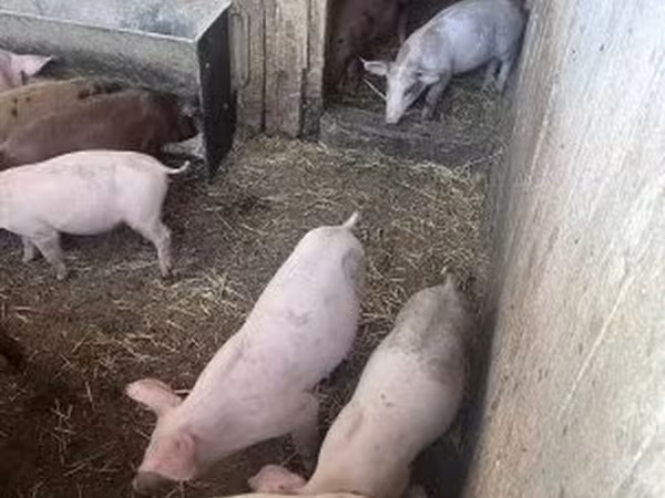 Prasata (šarže, pohlaví neuvedeno), Топигс Норсвин