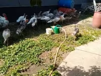 Turkeys — fotografija 3