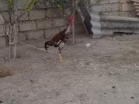 Chickens — تصویر 5