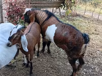 Ямааны ухна, Nubian Goat — 4 зураг