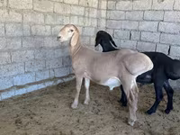雄羊, Arashan sheep — 写真 7