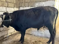 Krava, Russian Black pied cattle — foto 6