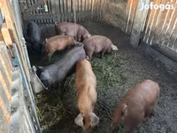 หมูป่าตัวผู้, Мангалица — รูปภาพ 2