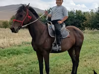 Cavalo, Thoroughbred horse — foto 1