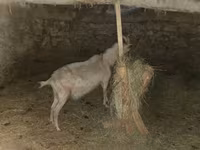 Goat, Alpine goat — photo 6