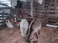 Koza, Nubian Goat — foto 5