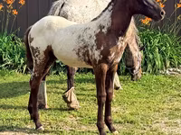 Merrie, Appaloosa — foto 1
