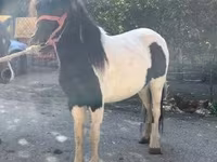 Kuda betina, Horses — foto 8