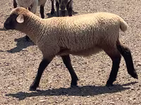 Montone, Hampshire sheep — foto 6