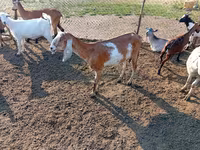 عنزة, Nubian Goat — الصورة 1