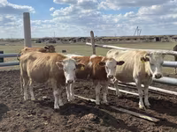 گاو نر, Simmental cattle — عکس 4