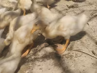 Německý pekin — foto 2