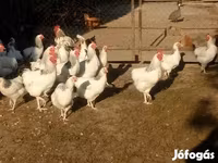 Chickens — รูปภาพ 1