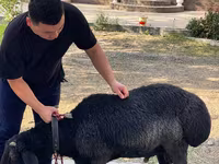 แกะตัวผู้, Arashan sheep — รูปภาพ 1