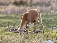 แกะตัวผู้, Dorper sheep — รูปภาพ 6
