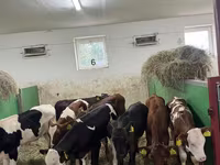 Бык, Чёрно-пёстрая корова — фото 1