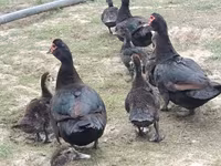 Ducks — عکس 4