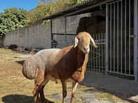 Bélier, Arashan sheep — photo 1