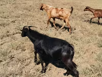 بکرا, Nubian Goat — تصویر 2