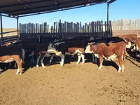 Lembu betina, Kazakh White-headed cow — foto 4