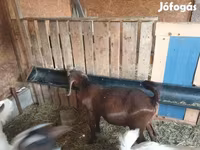 Теке, Boer goat — 1-сурет
