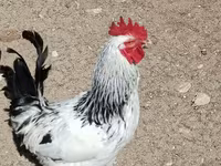 Chickens — عکس 7