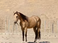 公马, Quarter Horse — 照片 5