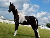 雄馬, Tennessee Walking Horse — 写真 5
