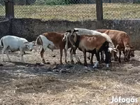 Ovan, Cameroon sheep — fotografija 3