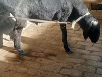Ram, Schapen — foto 5
