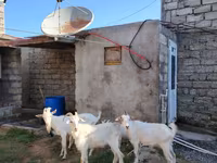 بز ماده, Saanen goat — عکس 2