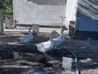 Geese — 사진 1